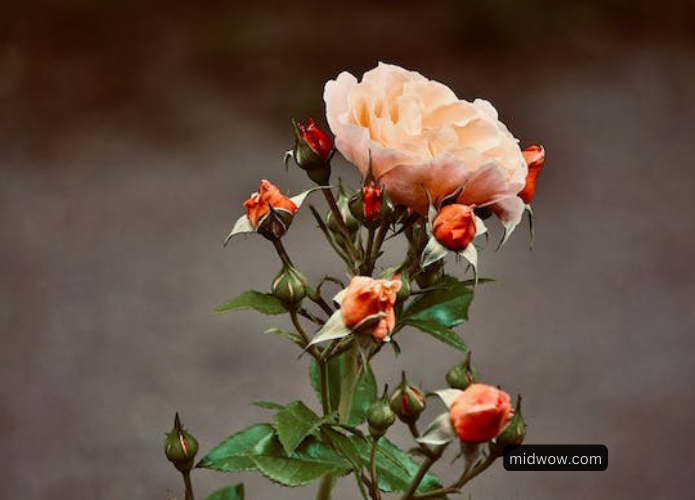 beautiful flowers images for dp (3)