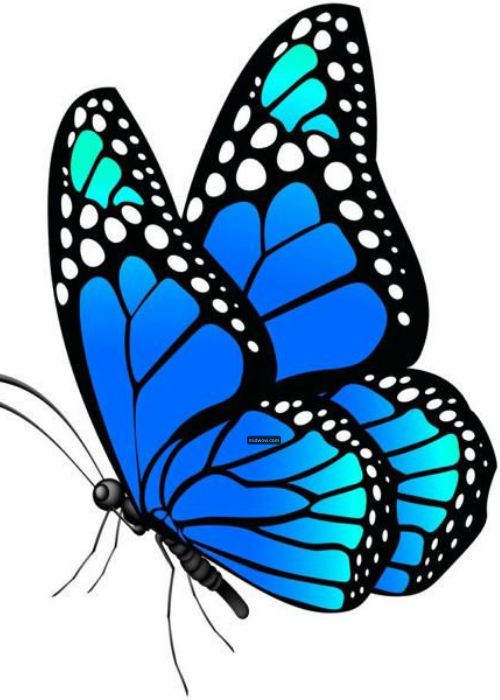butterfly drawing cartoon (2)