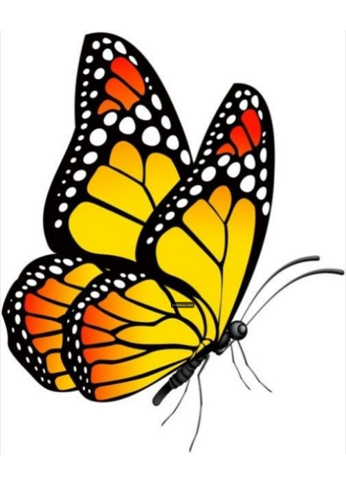 butterfly drawing cartoon (3)