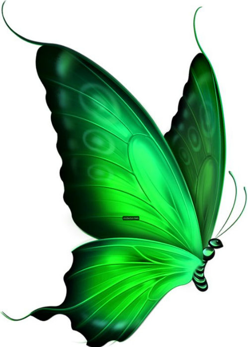 cartoon butterfly pictures (5)