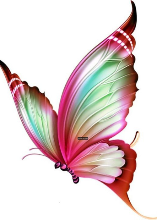 cartoon butterfly pictures (6)