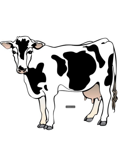 cartoon cow drawing (1)