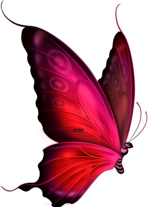 cute butterfly cartoon images (1)