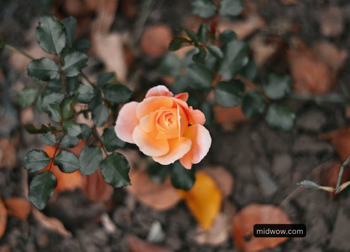 dp photo flower (3)